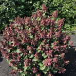 Hortenzia metlinatá (Hydrangea paniculata) ´LIVING INFINITY´® by LIVING CREATIONS® - výška 40-60 cm, kont. C2L - 150 dní kvitnutia!